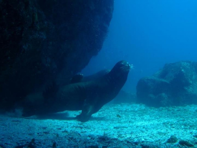  Sea lions 